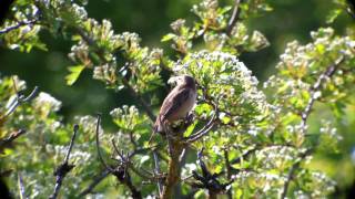 Sedge Warbler  Cowpen Bewley Woodland Park Durham [upl. by Lavona]