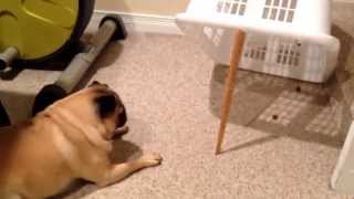 Smartest pug in the world [upl. by Heber768]