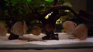 Symphysodon Heckel WF Heckel Discus Wild [upl. by Lakin332]