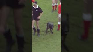 Dog invades rugby match 😂 [upl. by Lourie]