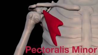 Arm Muscles 13 Pectoralis Minor [upl. by Stesha]