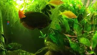 Using Cattle Dewormer In My Aquarium Levamisole HCL [upl. by Atinat829]