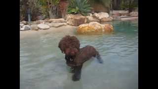 Lazy Lagotto Swimming [upl. by Kaasi]