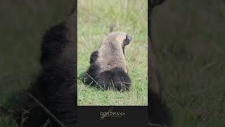 Honey Badger Release on Gondwana Game Reserve [upl. by Nasya]