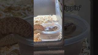 NARBC 2023 REPTILE SHOW PART 2 [upl. by Auston77]