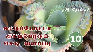 Bryophyllum Plant in Tamil  Bryophyllum Plant in Tamil Name  Bryophyllum Pinnatum [upl. by Chancelor]