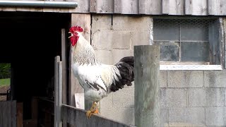 Rooster Crowing in the Morning [upl. by Oicelem]