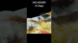 23 Days in 60 Seconds  Pizza Time Lapse  Rotting Time Lapse [upl. by Bohon455]