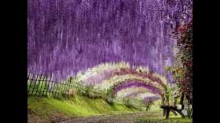 KAWACHI FUJI GARDEN  JAPAN [upl. by Samuel]