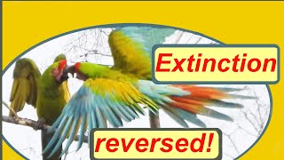 Green Macaws in the Wild  A Conservation Success Story [upl. by Rozalie905]