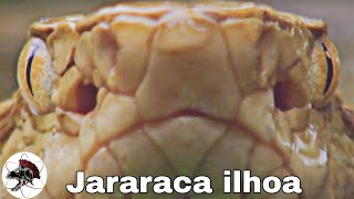 Jararaca ilhoa brasileira Bothrops insularis  Biólogo das Serpentes  Biólogo Henrique [upl. by Hinman]