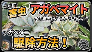 【害虫アガベ】アガベマイトアガベダニの駆除方法！有効な農薬の解説 【Agave】【多肉植物】【長尺】 [upl. by Anileda]