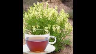 Astragalus Herb Tea Health Benefits [upl. by Fauman]