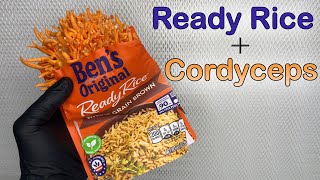 How to Grow Cordyceps Militaris With Uncle Bens Ready Rice [upl. by Trici]