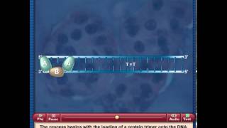 Nucleotide excision repair [upl. by Htebizile]