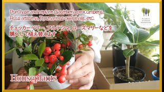 【観葉植物】チェッカーベリー、アルテシマ、ローズマリー等の購入＆植え替え Gaultheria procumbens Altissima Rosmarinus etc [upl. by Tiebout]