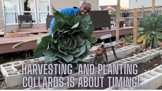 Harvesting and Planting Collards is all About Timing [upl. by Spiegleman]