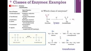 035Classifying amp Naming Enzymes [upl. by Namyl]