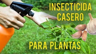 INSECTICIDA CASERO PARA PLANTAS CON AJO [upl. by Nylirej]