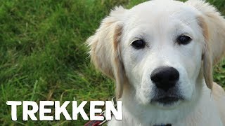 Hoe leer ik mijn hond niet te trekken tijdens het wandelen  Vrienden der Blinden [upl. by Pavior295]