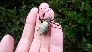 Jorō Spider Nephila Clavata on My Hand ジョロウグモを手にのせる [upl. by Solotsopa790]