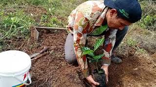 CARA MENANAM KOPI YANG BAIK DAN BENAR ANTI STRESS  KOPI PART  2 [upl. by Arimahs388]