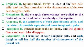 Phases of Meiosis Divisions [upl. by Atinej]