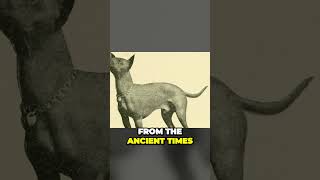 Xoloitzcuintli  the Mysterious Origin of Mexican Hairless Dog [upl. by Bodrogi]