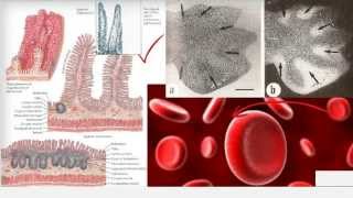 M204 Diferenças entre Necrose e Apoptose [upl. by Tarrance]