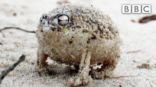 A tiny angry squeaking Frog 🐸  Super Cute Animals  BBC [upl. by Wachtel]