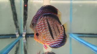 Dr Teoh Red Heckel x Red Turquoise Discus Breeding Pair With Fry [upl. by Sevart]