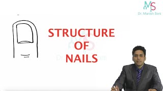 Structure of Nails  Anatomy of Nail  Appendages of Skin  Dermatology  Structure and Function [upl. by Nathanil532]