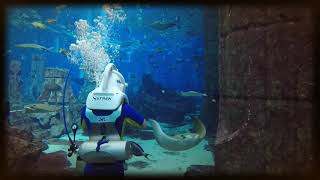 Sea TREK Atlantis The Palm Dubai [upl. by Eicyak]