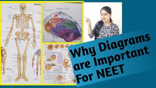 Why NCERT Diagrams Much Important for NEET How to practice Diagrams of Botany and Zoology💁‍♀️🙆‍♀️📖 [upl. by Ettellocin]