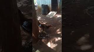 funnychicken kozhikoothugal trending funny ytshorts viral pets short [upl. by Nolie707]