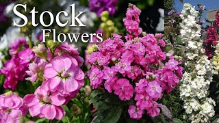 Growing Stock Flower Matthiola incana How to Grow Stock Flower Plants [upl. by Zel808]