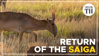 Return of the Saiga antelopes in Kazakhstan [upl. by Edette340]