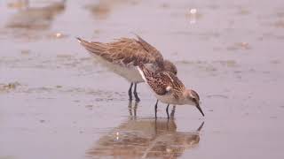 Rednecked and Little Stints  juvenile plumage [upl. by Hamilah]