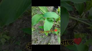 কাঁচা হলুদ গাছ ❤️trending trendingshorts viralvideo shorts reels viralshorts nature foryou [upl. by Ardnatal]