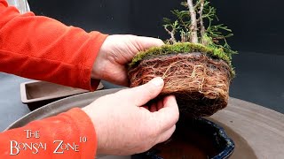 A New Pot for My Thuja The Bonsai Zone March 2023 [upl. by Neelehtak]