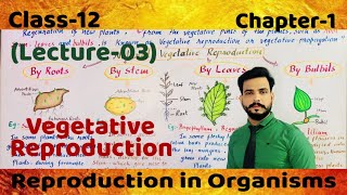 Vegetative Reproduction in Plants Class12chapter1lecture03 by roots stems leaves amp Bulbils [upl. by Forland512]