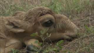 Newborn saiga antelopes on the Astrakhan steppe [upl. by Colman439]