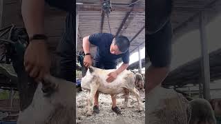 Shear Genius The Art of Speedy and Skillful Sheep Shearing [upl. by Seeto]