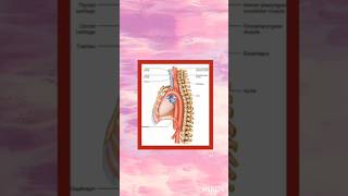 Oesophagus location function class9th icsebiology digestivesystem youtubeshorts youtube [upl. by Ellevehs]