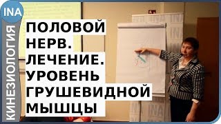 Половой нерв Лечение Уровень 1 Кинезиология ЛФВасильева [upl. by Airlia]