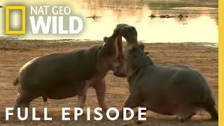 Warthogs Hippos Badgers Full Episode  Animal Fight Night [upl. by Nyssa491]