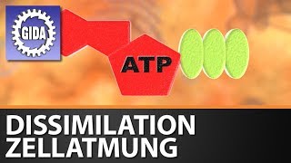 Trailer  Dissimilation  Zellatmung  Biologie  Schulfilm [upl. by Blondell673]