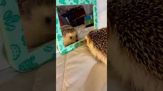 Hedgehog 🦔 927 shorts hedgehog stickyHedgehog cutehedgehogs hedgehoglove [upl. by Dinesh]