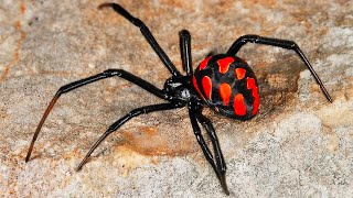 These Spiders are Much More Dangerous than Many Snakes The Most Dangerous Spiders in the World [upl. by Gerdeen460]