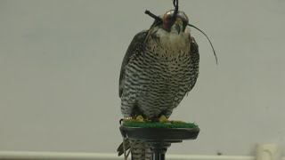 Bosque middle school students got a rare chance to learn about Falcons [upl. by Brotherson199]